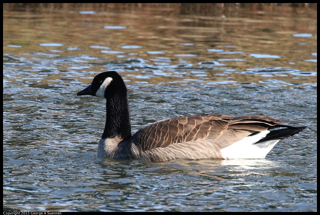 1128-150824-03.jpg - Canada Goose