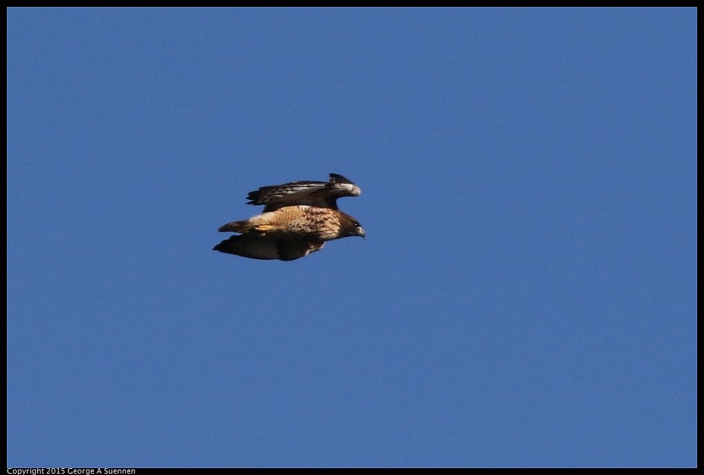 1128-150945-01.jpg - Red-tailed Hawk