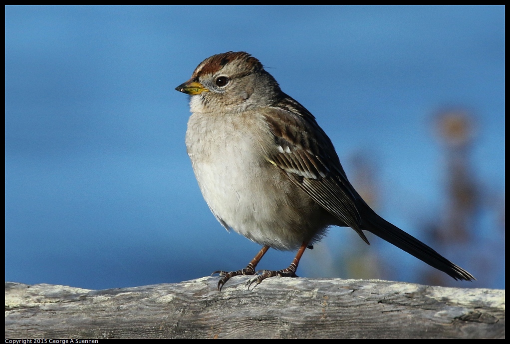 1128-151206-01.jpg - White-crowned Sparrow