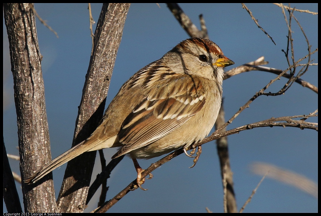 1128-151335-01.jpg - White-crowned Sparrow