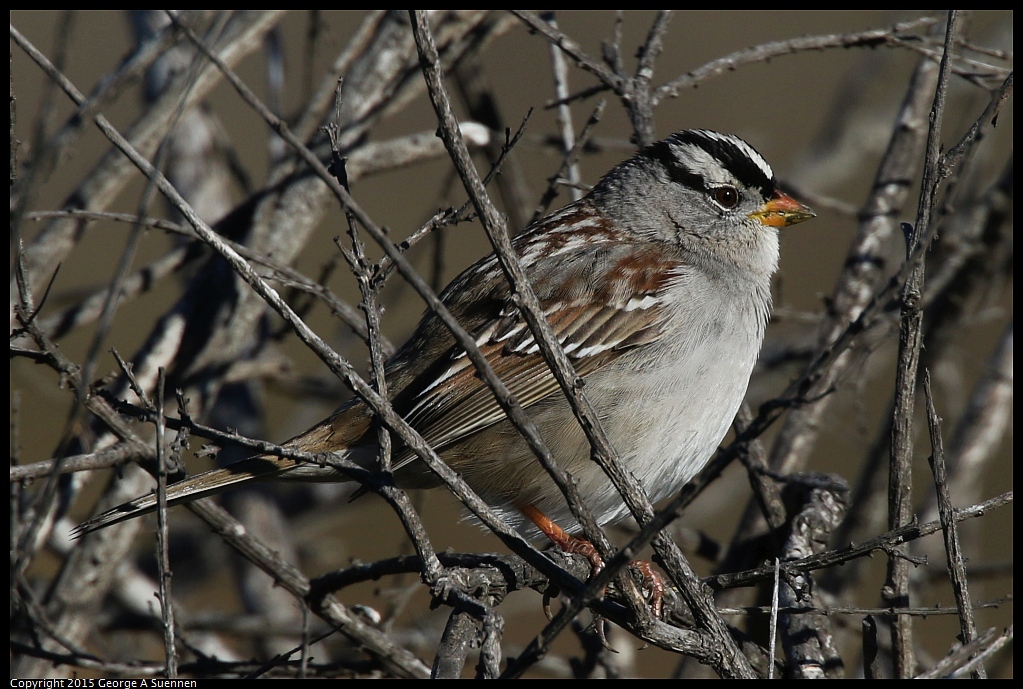 1128-151345-02.jpg - White-crowned Sparrow
