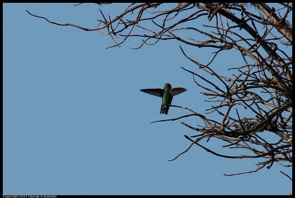 1128-151610-02.jpg - Anna's Hummingbird