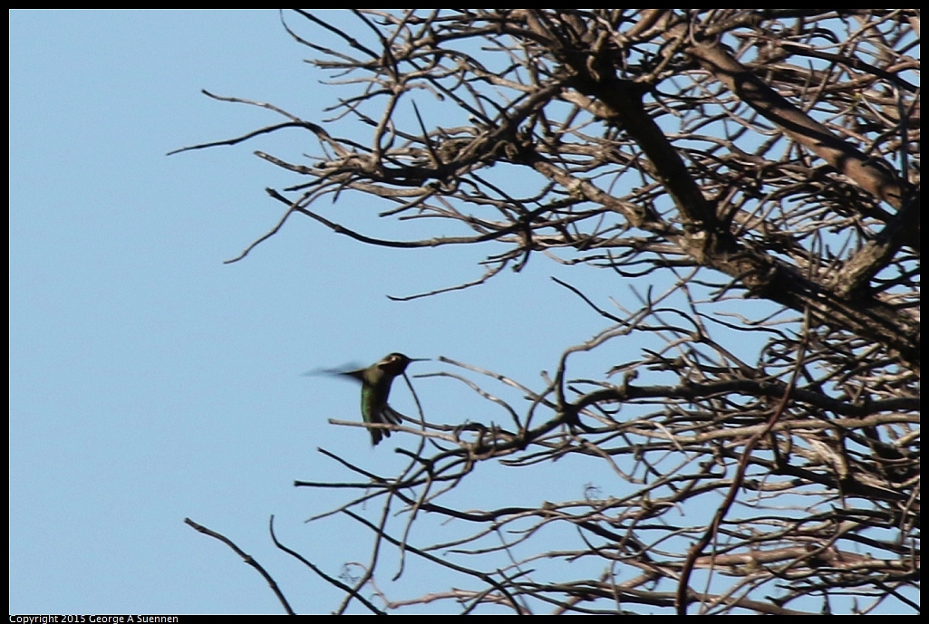 1128-151620-01.jpg - Anna's Hummingbird