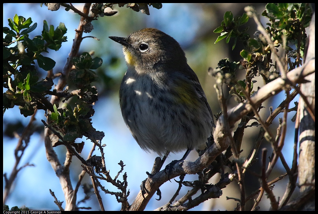 1128-152102-04.jpg - Yellow-rumped Warbler