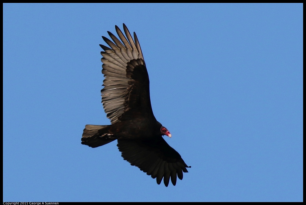 1128-152447-01.jpg - Turkey Vulture