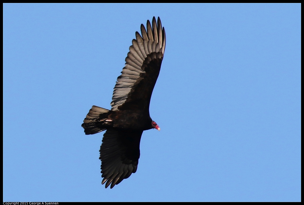 1128-152448-01.jpg - Turkey Vulture