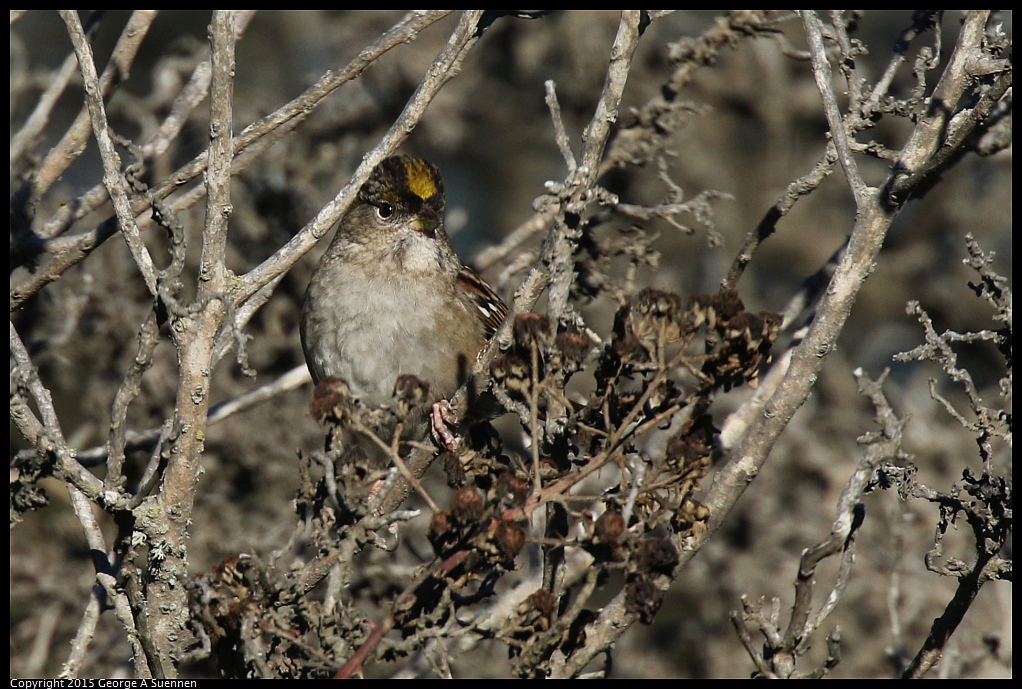 1128-153014-01.jpg - Golden-crowned Sparrow