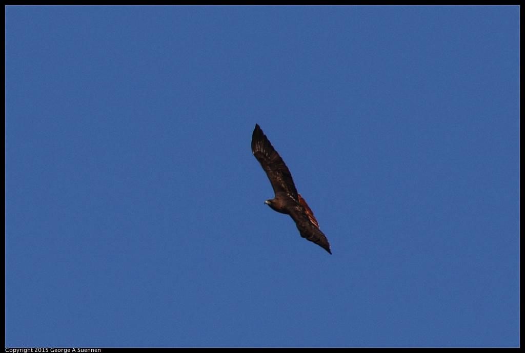 1128-154448-01.jpg - Red-tailed Hawk