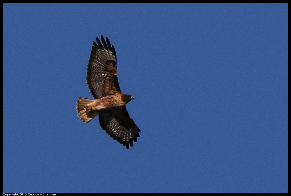 1128-154450-02.jpg - Red-tailed Hawk
