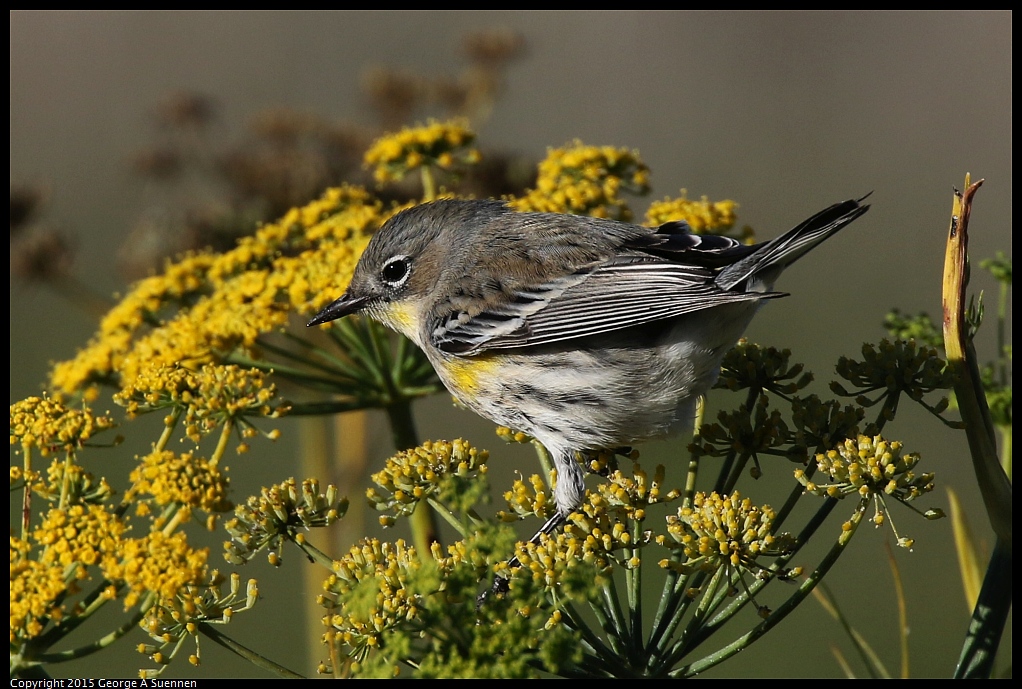1128-154810-01.jpg - Yellow-rumped Warbler