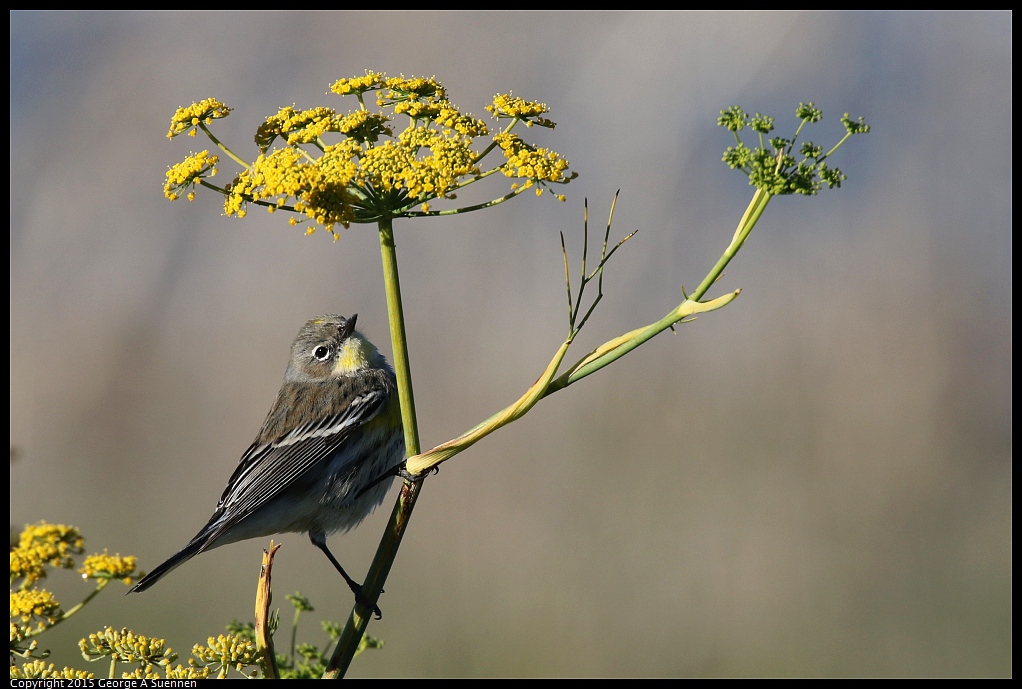 1128-154821-01.jpg - Yellow-rumped Warbler