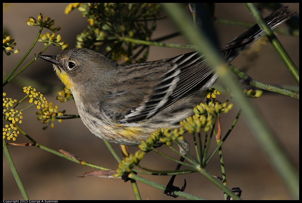 1128-155017-01.jpg - Yellow-rumped Warbler