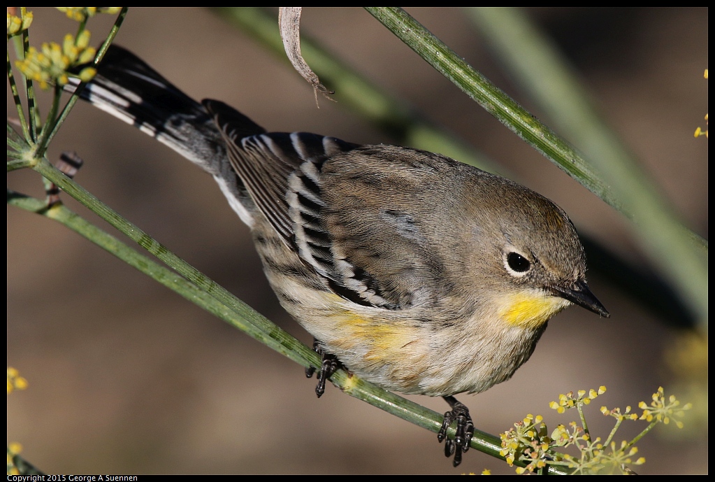 1128-155118-01.jpg - Yellow-rumped Warbler