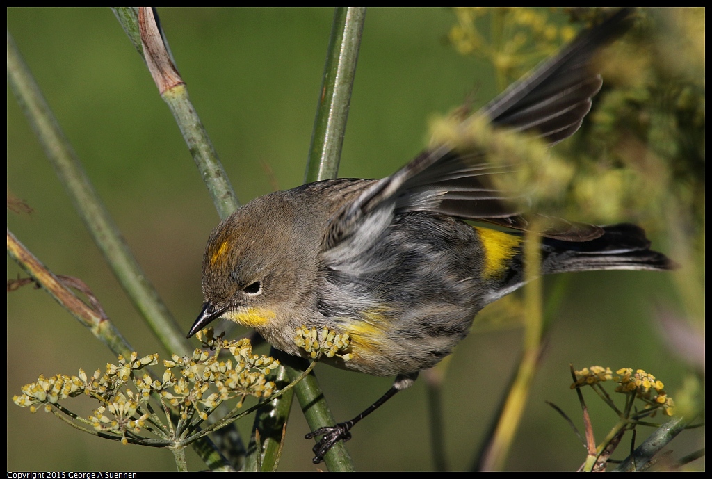 1128-155203-01.jpg - Yellow-rumped Warbler