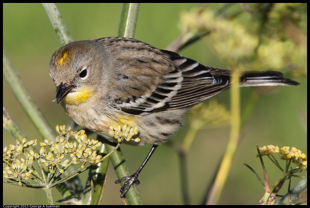 1128-155206-04.jpg - Yellow-rumped Warbler