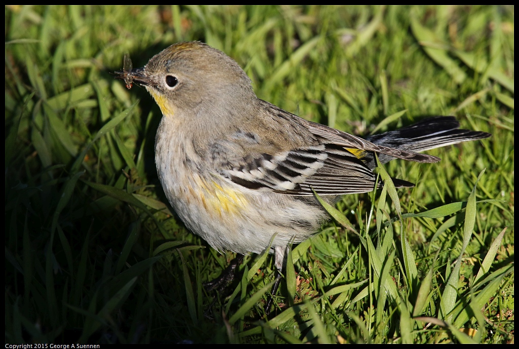 1128-155248-04.jpg - Yellow-rumped Warbler