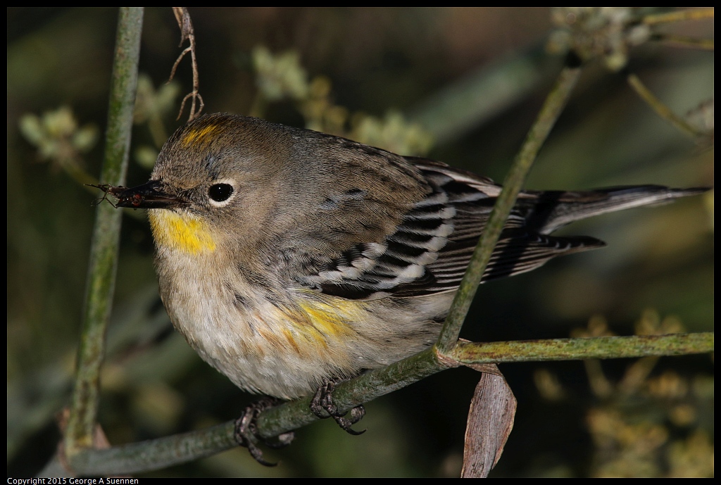 1128-155259-01.jpg - Yellow-rumped Warbler