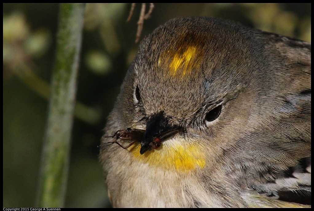 1128-155300-03.jpg - Yellow-rumped Warbler