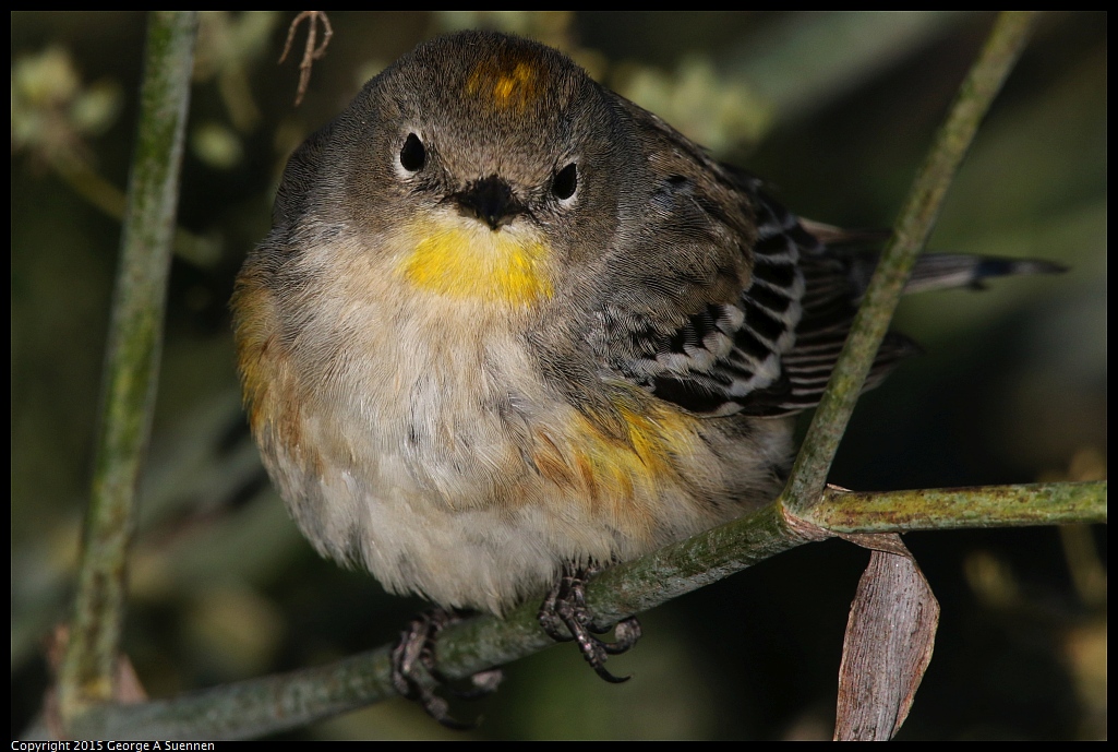 1128-155307-02.jpg - Yellow-rumped Warbler