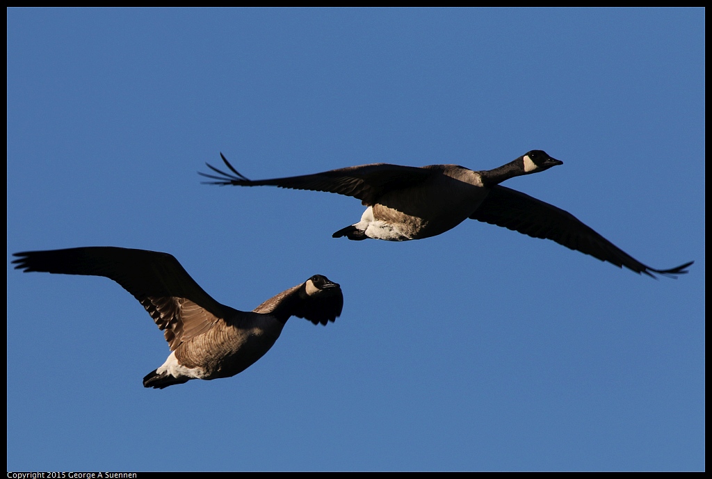 1128-160710-03.jpg - Canada Goose