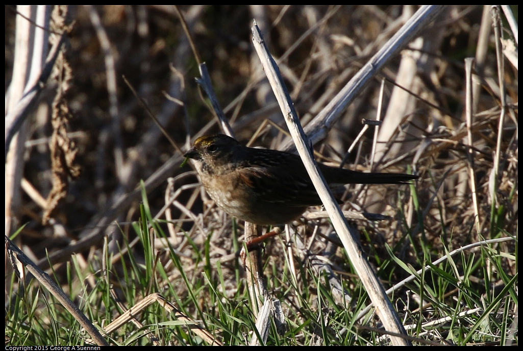 1128-160901-02.jpg - Golden-crowned Sparrow