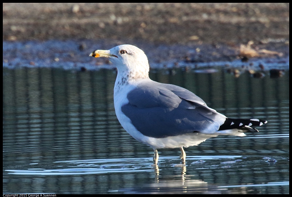 1128-163421-01.jpg - California Gull