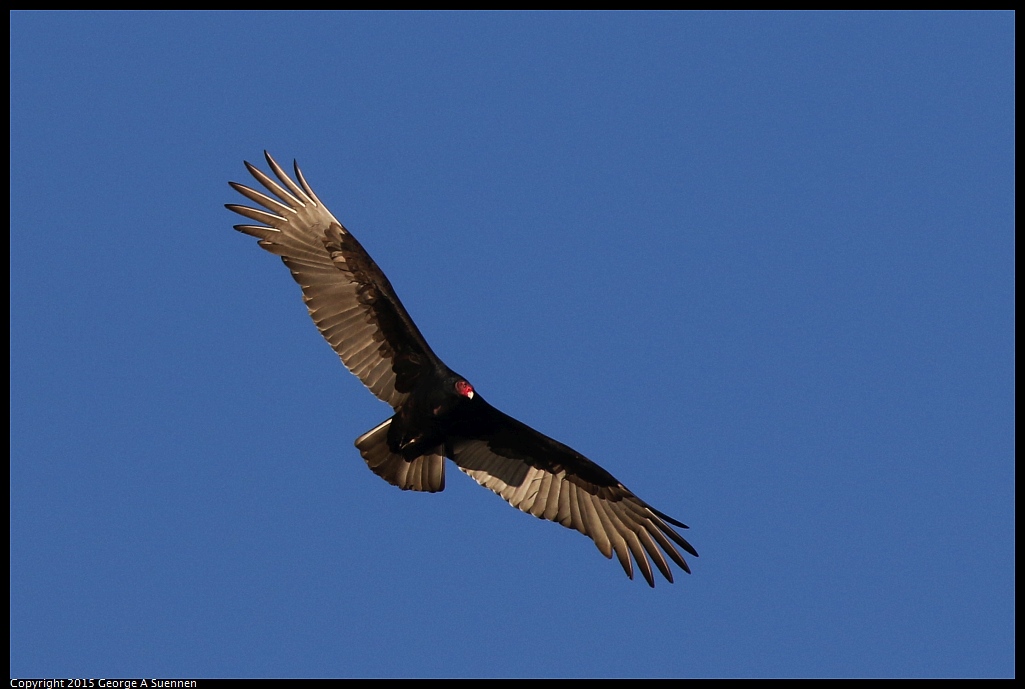 1128-163913-02.jpg - Turkey Vulture