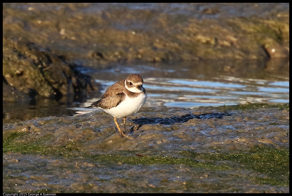 1128-164257-02.jpg - Semipalmated plover