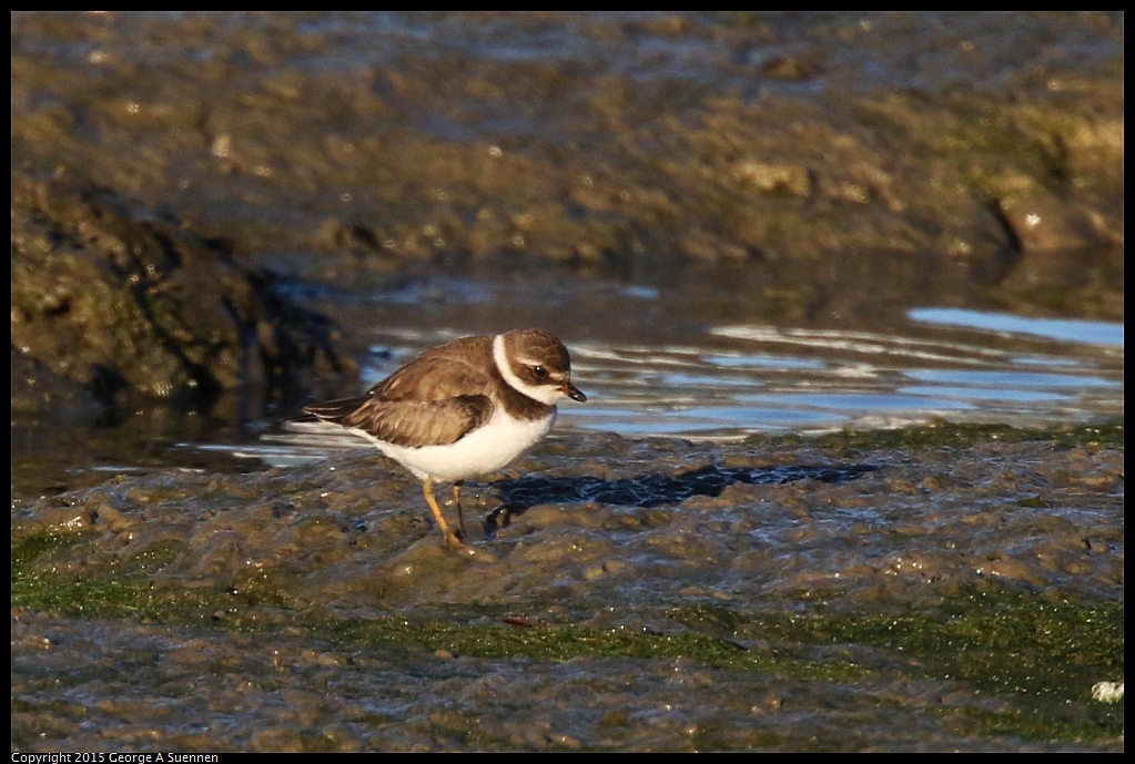1128-164258-03.jpg - Semipalmated plover
