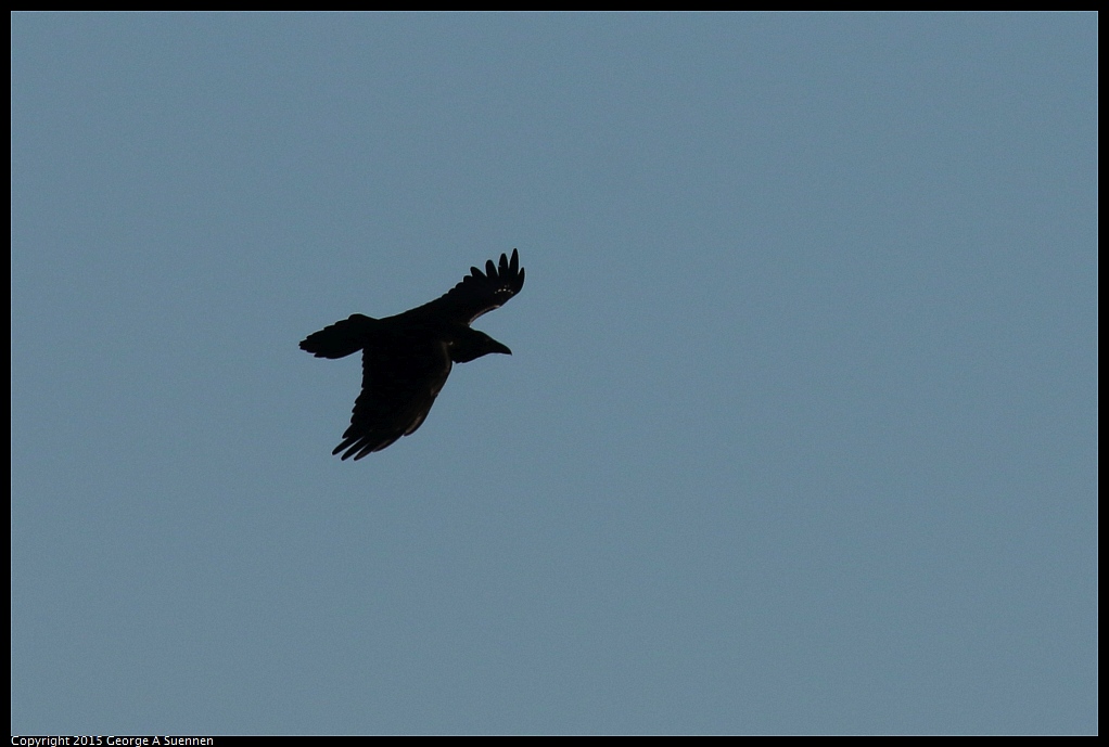 1128-164645-04.jpg - Common Raven