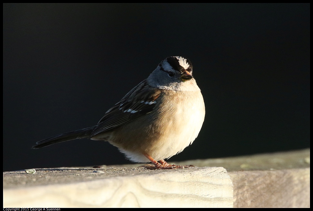 1128-164824-02.jpg - White-crowned Sparrow