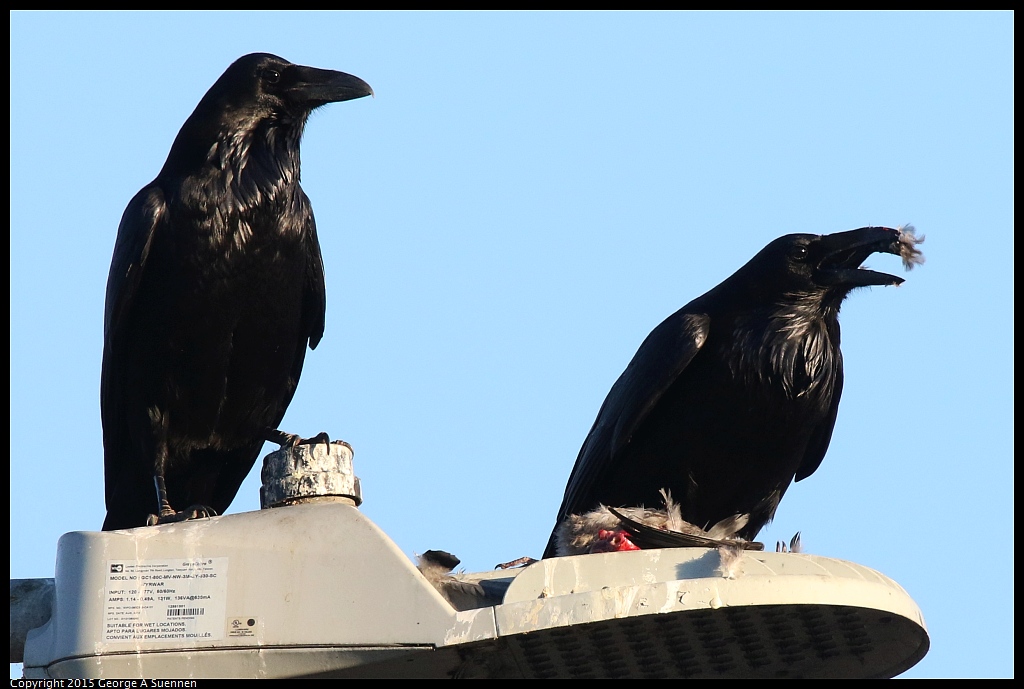 1128-165317-04.jpg - Common Raven