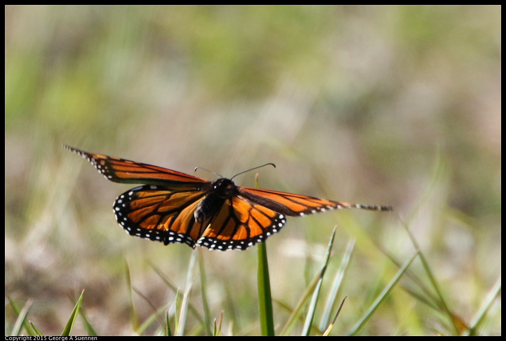 1201-123526-01.jpg - Monarch Butterfly