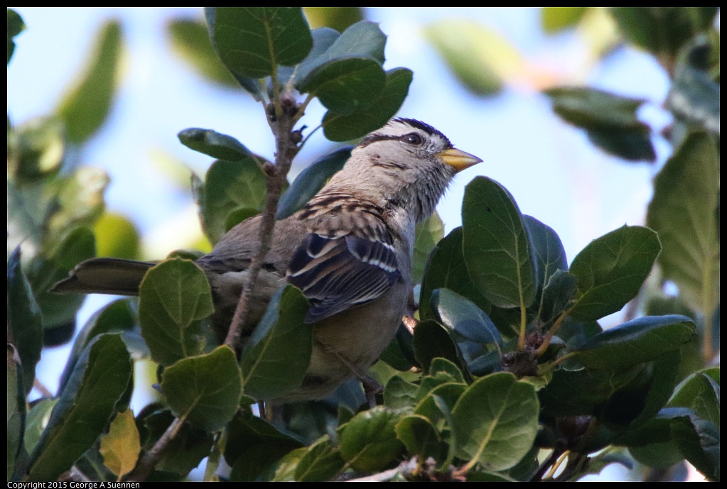 1201-123728-02.jpg - White-crowned Sparrow