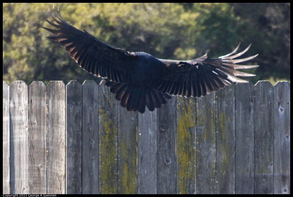 1201-125551-06.jpg - Turkey Vulture