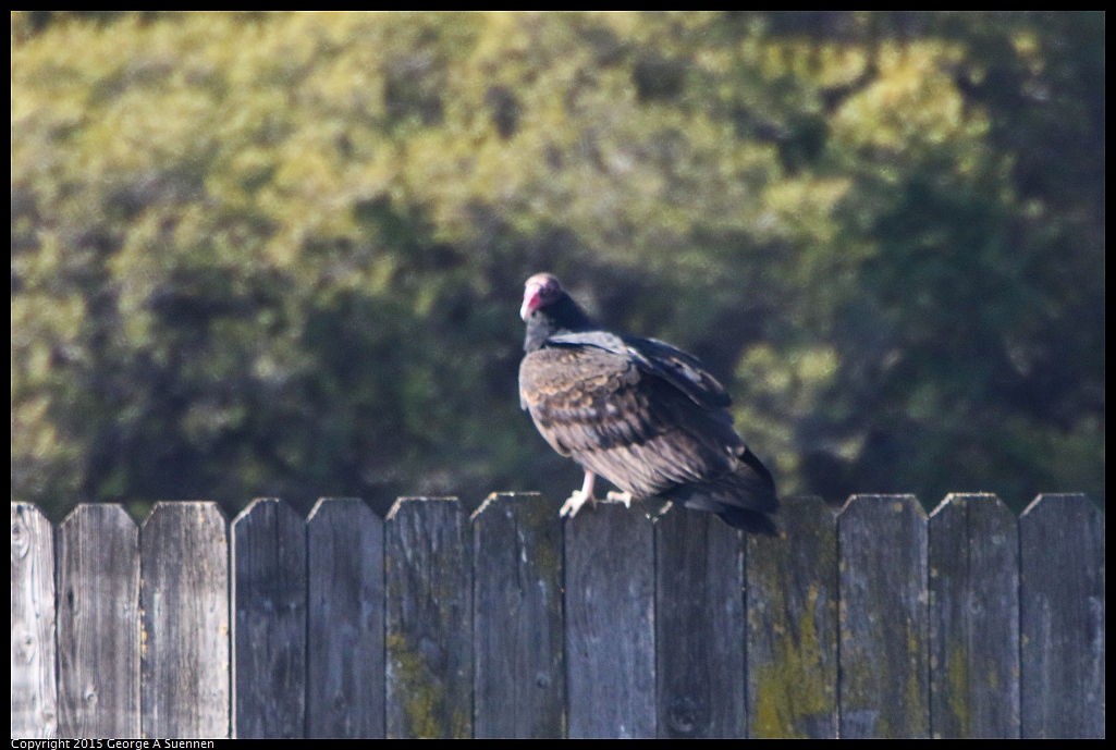 1201-125606-02.jpg - Turkey Vulture