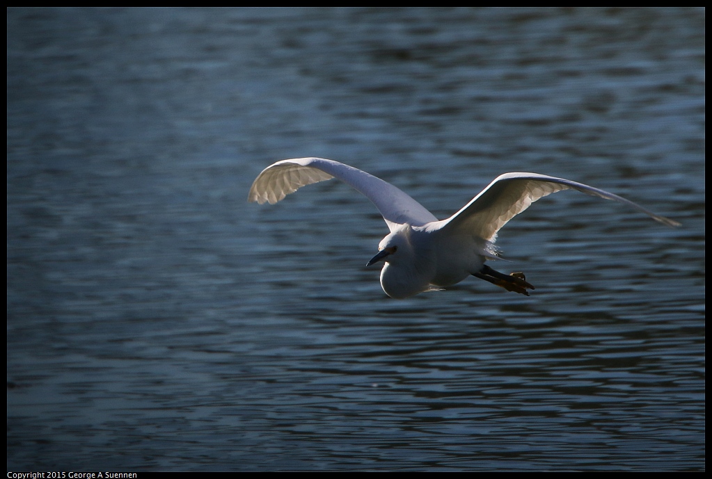 1201-130221-04.jpg - Snowy Egret