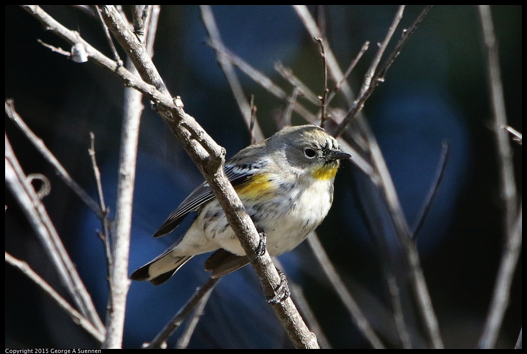 1201-130544-03.jpg - Yellow-rumped Warbler