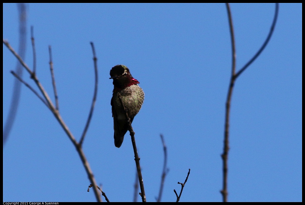 1201-130844-01.jpg - Anna's Hummingbird