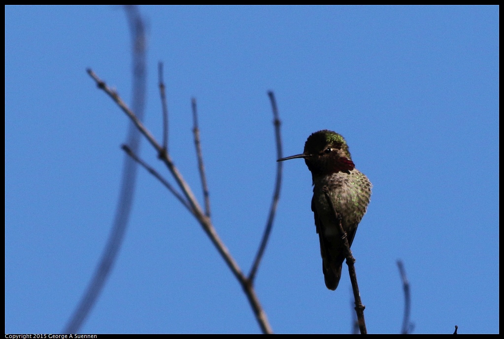 1201-130855-01.jpg - Anna's Hummingbird