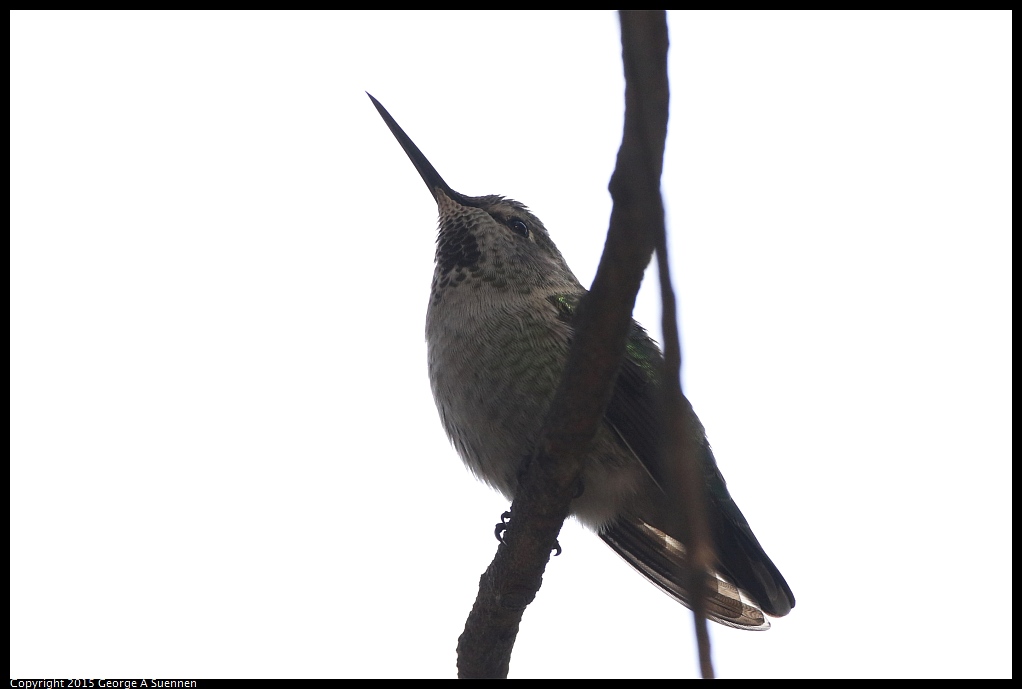 1201-131340-02.jpg - Anna's Hummingbird
