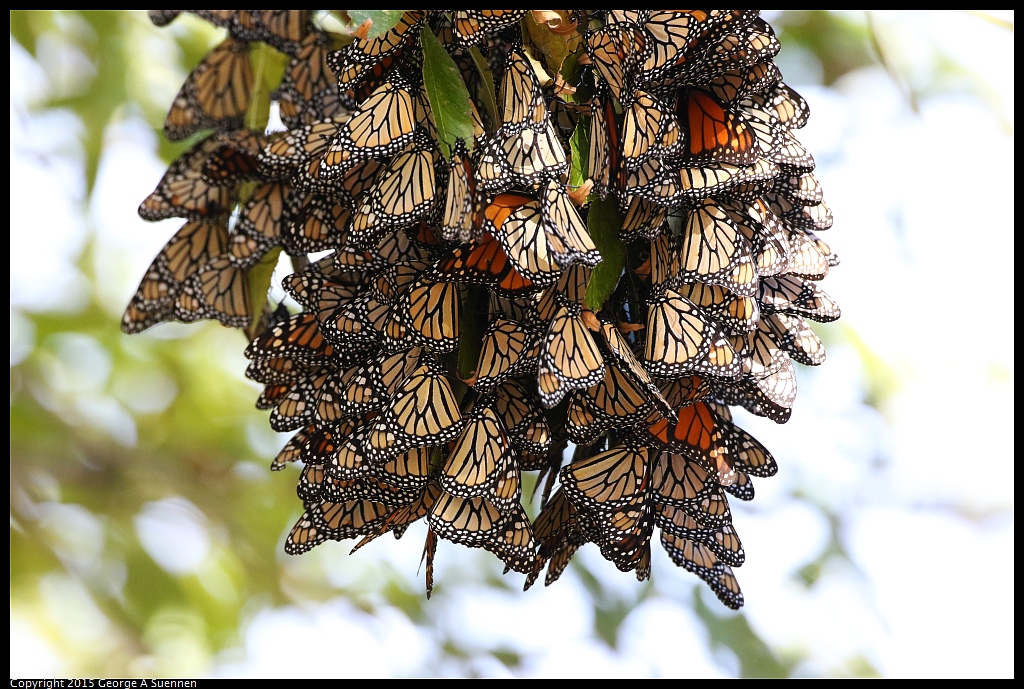 1201-131608-03.jpg - Monarch Butterfly