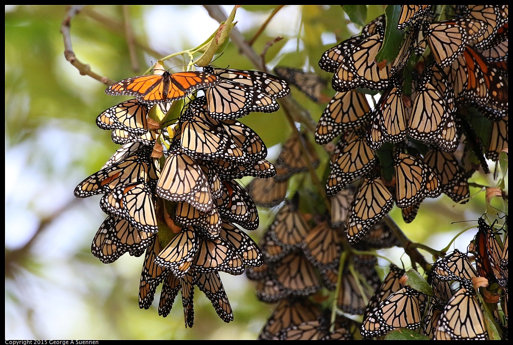 1201-131612-01.jpg - Monarch Butterfly
