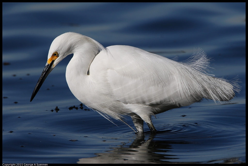1201-134359-03.jpg - Snowy Egret
