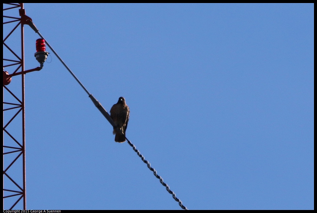1201-135956-01.jpg - Red-tailed Hawk