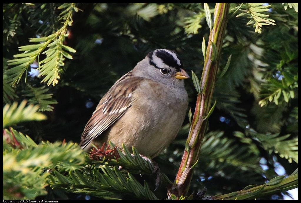 1201-144232-03.jpg - White-crowned Sparrow