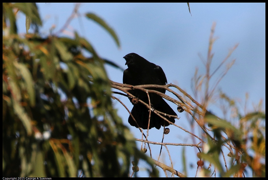 1201-150150-01.jpg - American Crow