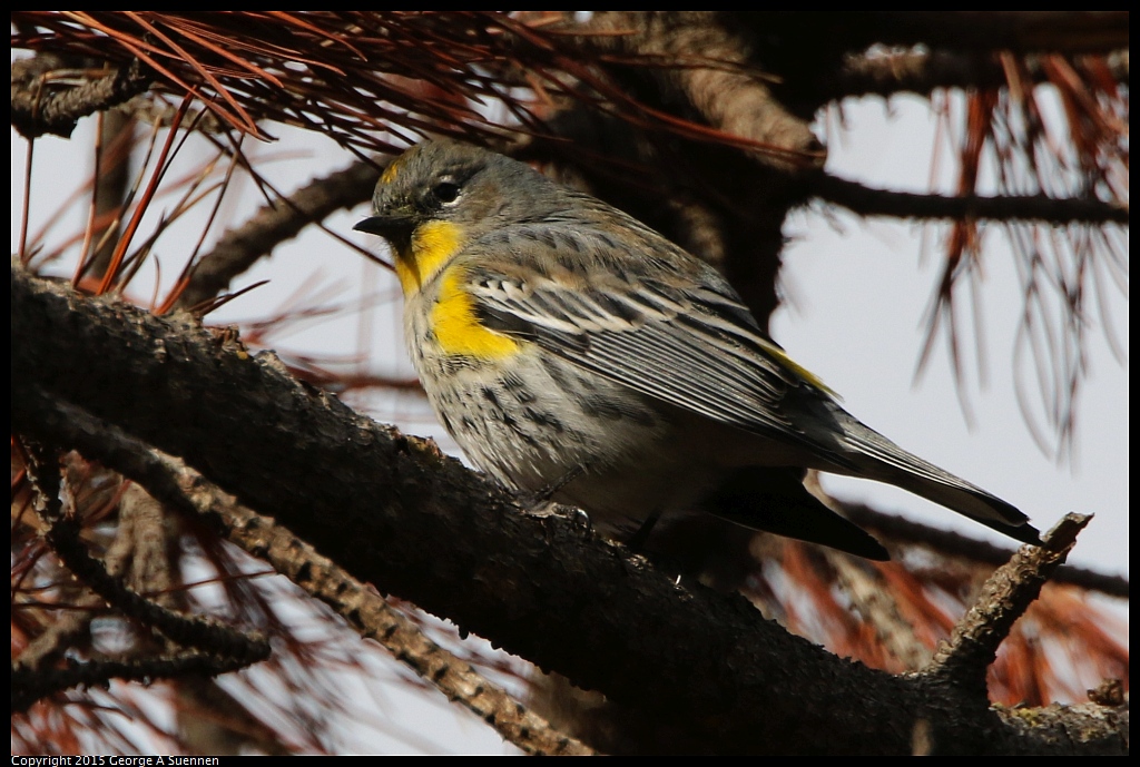 1201-151241-02.jpg - Yellow-rumped Warbler