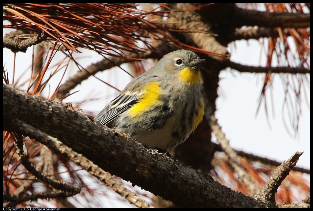 1201-151244-02.jpg - Yellow-rumped Warbler
