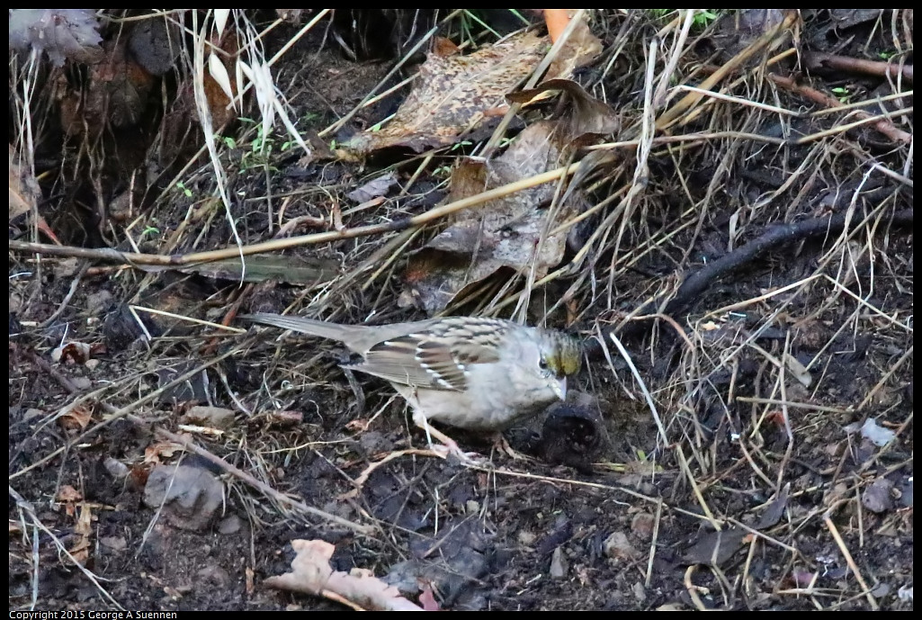 1204-145757-01.jpg - Golden-crowned Sparrow